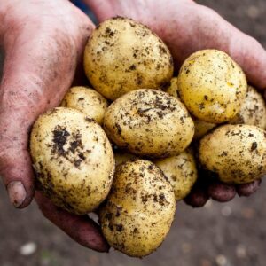 When and How to Plant Potatoes